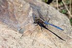 Vážka (Orthetrum chrysostigma)