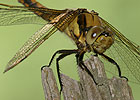 Vážka černořitná (Orthetrum cancellatum)