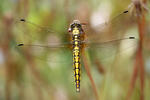 Vážka černořitná (Orthetrum cancellatum)