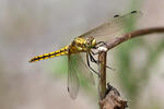 Vážka černořitná (Orthetrum cancellatum)