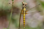 Vážka černořitná (Orthetrum cancellatum)