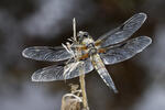 Vážka čtyřskvrnná (Libellula quadrimaculata)