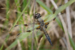 Vážka čtyřskvrnná (Libellula quadrimaculata)