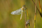 Vážka obecná (Sympetrum vulgatum)