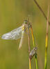 Vážka obecná (Sympetrum vulgatum)