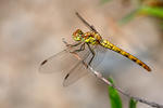 Vážka rumělková (Sympetrum depressiusculum)