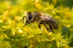 Včela medonosná (Apis mellifera)