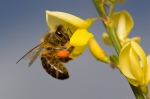 Včela medonosná (Apis mellifera)