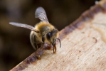 Včela medonosná (Apis mellifera)