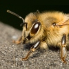 Včela medonosná (Apis mellifera)