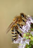 Včela medonosná (Apis mellifera)