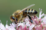 Včela medonosná (Apis mellifera)