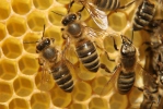 Včela medonosná (Apis mellifera)