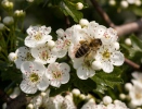 Včela medonosná (Apis mellifera)