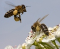 Včela medonosná (Apis mellifera)