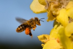 Včela medonosná (Apis mellifera)