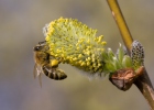 Včela medonosná (Apis mellifera)