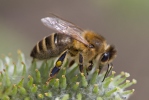 Včela medonosná (Apis mellifera)