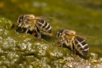 Včela medonosná (Apis mellifera)