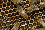 Včela medonosná - matka, královna