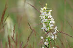 Vemeník dvoulistý (Platanthera bifolia)