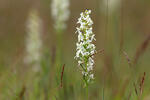 Vemeník dvoulistý (Platanthera bifolia)