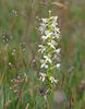 Vemeník dvoulistý (Platanthera bifolia)