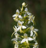 Vemeník dvoulistý (Platanthera bifolia)