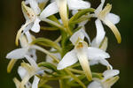 Vemenník dvojlistý (Platanthera bifolia)