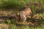 Veverka obecná (Sciurus vulgaris)