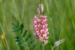 Vičenec vikolistý (Onobrychis viciifolia)