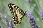 Vidlochvost feniklový (Papilio machaon)