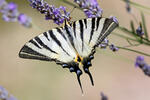 Vidlochvost ovocný (Iphiclides podalirius)