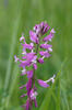 Vítod větší (Polygala major)