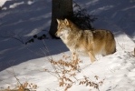 Vlk dravý (Canis lupus)