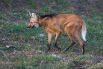 Vlk hřivnatý, pes hřivnatý (Chrysocyon brachyurus)