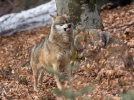 Vlk obecný (Canis lupus)