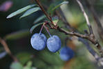 Vlochyně (Vaccinium uliginosum)