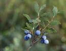 Vlochyně (Vaccinium uliginosum)