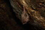 Vrápenec malý (Rhinolophus hipposideros)