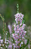 Vřes obecný (Calluna vulgaris)