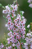 Vřes obecný (Calluna vulgaris)