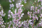 Vřes obecný (Calluna vulgaris)