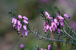 Vresovec mäsový (Erica carnea)