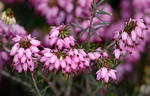 Vresovec mäsový (Erica carnea)