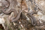 Vretenica severná (Vipera berus)