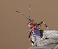 Vroubenka americká (Leptoglossus occidentalis)