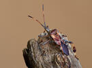 Vroubenka americká (Leptoglossus occidentalis)