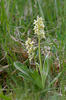 Vstavač bledý (Orchis pallens)