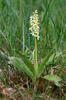 Vstavač bledý (Orchis pallens)